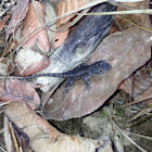 Eastern Fence Lizard