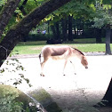 Przewalski's horse