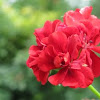 Geranium ‘Calliope Dark Red’