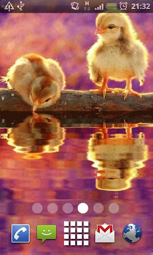 Cute Baby Chicks Live Wallpape