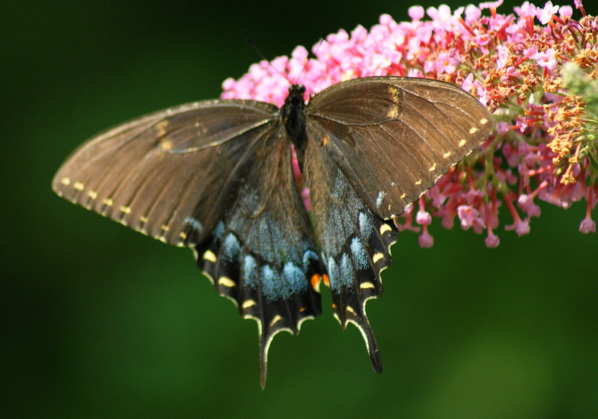 Eastern Tiger Swallowtail