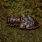 Trilobite Beetle