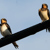 Barn swallow, golondrina común