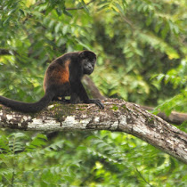Biodiversity of Nosara, Costa Rica