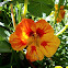 garden nasturtium