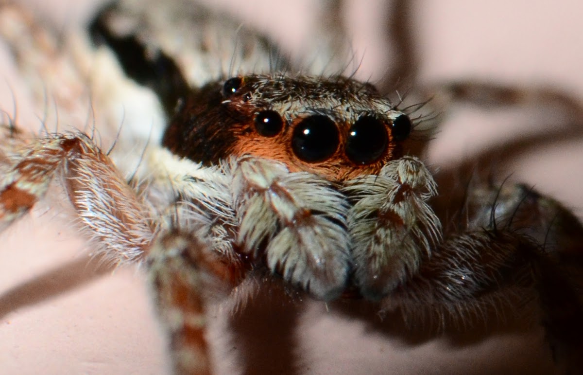 Jumping Spider