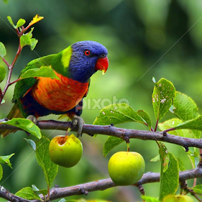 Lunch Time by Julien Johnston - Animals Birds