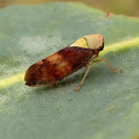 Yellow head leafhopper