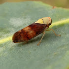 Yellow head leafhopper