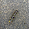 Yellow-spotted millipede
