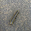 Yellow-spotted millipede