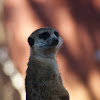 Meerkat