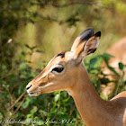 Impala female
