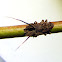 Board-frons Planthopper Nymph