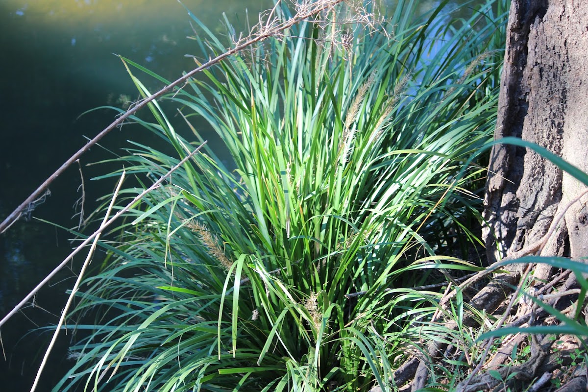 Spiny-head Mat-rush or Basket Grass