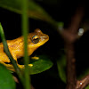 Yellow Bush Frog