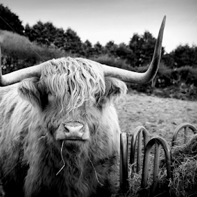 highland cow by Marie Leather - Animals Other