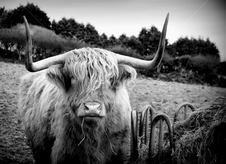 highland cow by Marie Leather - Animals Other