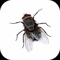Pesky Fly Live Wallpaper logo