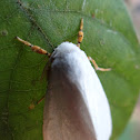 White Sulawesi Moth
