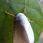 White Sulawesi Moth