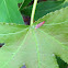 Scarlet and Green Leaf Hopper