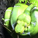 Garden snake