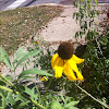Yellow cone flower