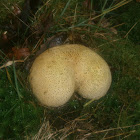 Common Earthball