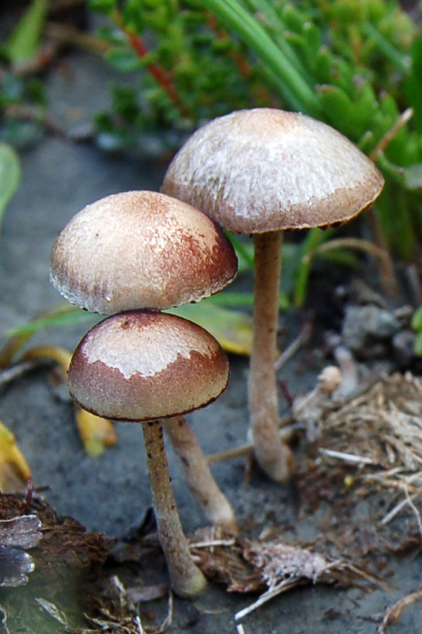 Hongos / Mushrooms