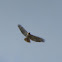 Red tailed hawk