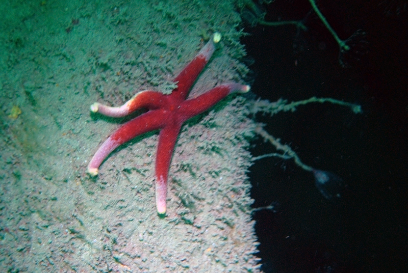 Bloody Henry Starfish