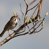 Song Sparrow