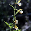 California Lady-Slippers