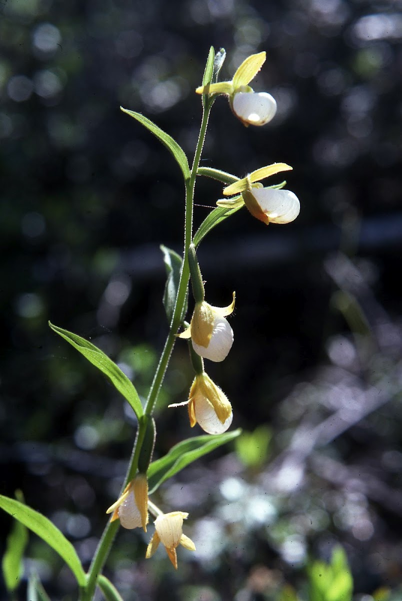 California Lady-Slippers