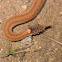 Red-bellied Snake