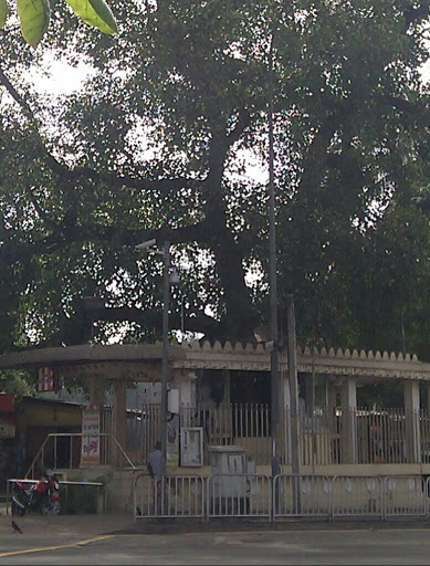 Narahenpita Bo Tree