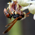 Australian Paper Wasp