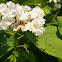 Northern Catalpa