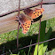 Question Mark butterfly