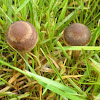 Mower's mushroom