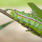 Io Moth Caterpillar