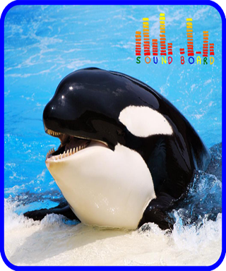 【免費工具App】Whale Orca Soundboard-APP點子