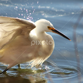 by Heather Carter - Animals Birds