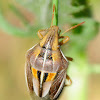 Bishop's Mitre Shieldbug; Garrapatillo de los cereales