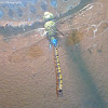 Blue-tailed Green Darner