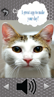 Lastest Cute Cat Games APK for PC