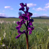 The early purple orchid