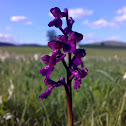 The early purple orchid