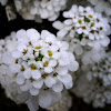 Candytuft